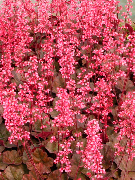 Гейхера Кассис (Cassis) купить с доставкой