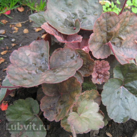 Гейхера Кассис (Cassis) купить с доставкой Гейхера Кассис (Cassis) купить с доставкой