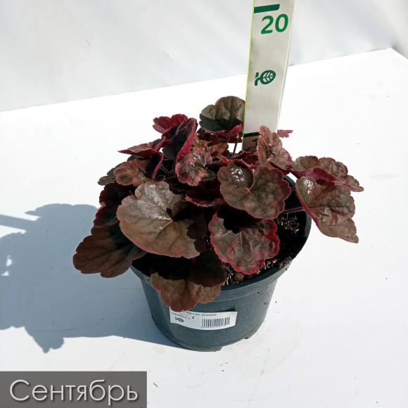 Гейхера Кассис (Cassis) купить с доставкой Гейхера Кассис (Cassis) купить с доставкой