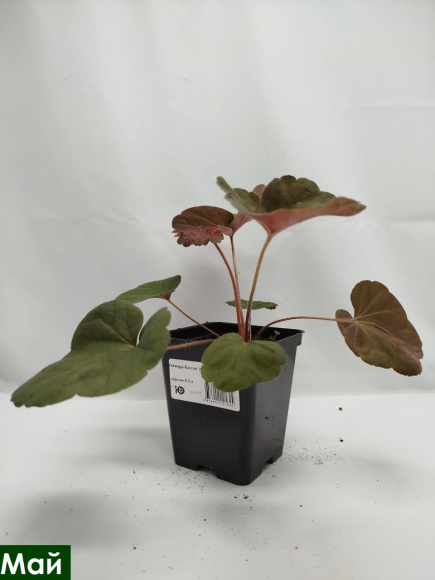 Гейхера Кассис (Cassis) купить с доставкой Гейхера Кассис (Cassis) купить с доставкой