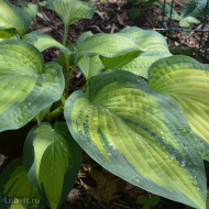 Хоста Паулс Глори (Pauls Glory) [L]]