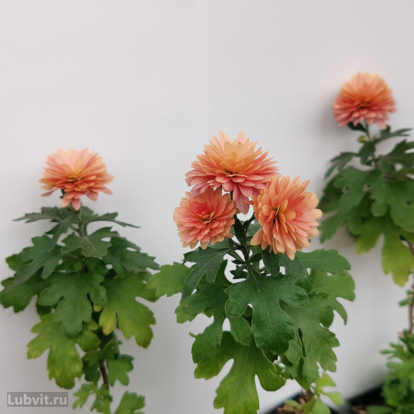 Хризантема мультифлора Фруктис купить с доставкой Хризантема мультифлора Фруктис купить с доставкой