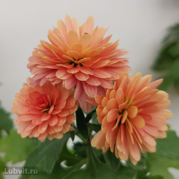 Хризантема мультифлора Фруктис купить с доставкой Хризантема мультифлора Фруктис купить с доставкой