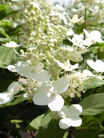 Гортензия Матильда (Mathilde) метельчатая купить с доставкой