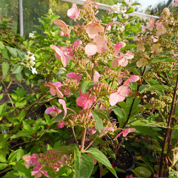 Гортензия Матильда (Mathilde) метельчатая купить с доставкой Гортензия Матильда (Mathilde) метельчатая купить с доставкой