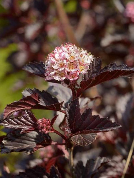 Пузыреплодник Блэк Найт (Black Night) купить с доставкой