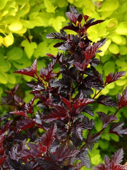 Пузыреплодник Блэк Найт (Black Night) купить с доставкой