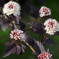 Пузыреплодник Блэк Найт (Black Night) Пузыреплодник Блэк Найт (Black Night)