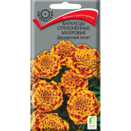 Бархатцы отклоненные махровые Двухцветный гигант [Поиск]