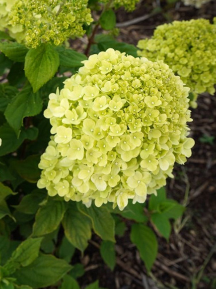 Гортензия Панфлора (Panflora) метельчатая купить с доставкой