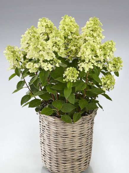 Гортензия Панфлора (Panflora) метельчатая купить с доставкой