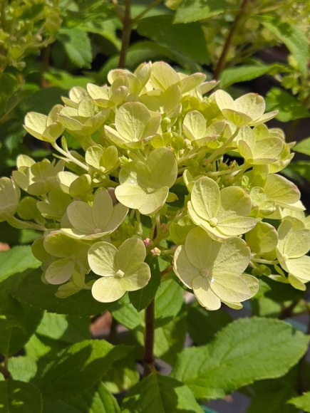 Гортензия Панфлора (Panflora) метельчатая купить с доставкой