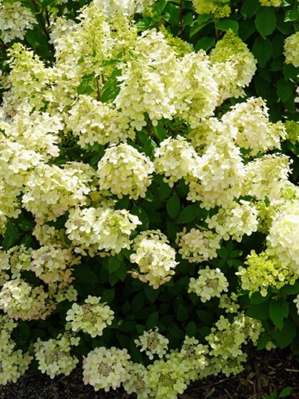 Гортензия Панфлора (Panflora) метельчатая купить с доставкой