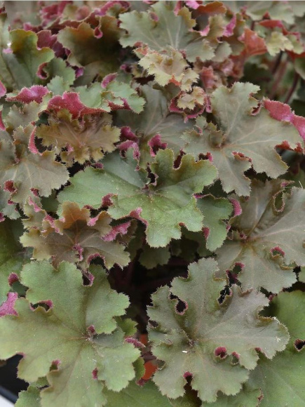 Гейхера Рекс Ред (Rex Red) купить с доставкой