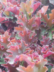 Гейхера Рекс Ред (Rex Red)