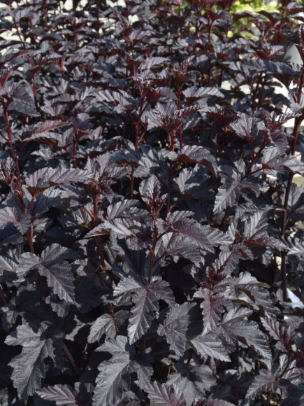 Пузыреплодник Пантера (Panther) купить с доставкой Пузыреплодник Пантера (Panther) купить с доставкой