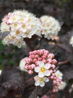 Пузыреплодник Пантера (Panther)