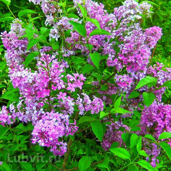 Сирень Китайская (Syringa x chinensis) купить с доставкой Сирень Китайская (Syringa x chinensis) купить с доставкой