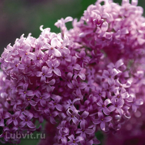 Сирень Китайская (Syringa x chinensis) купить с доставкой Сирень Китайская (Syringa x chinensis) купить с доставкой