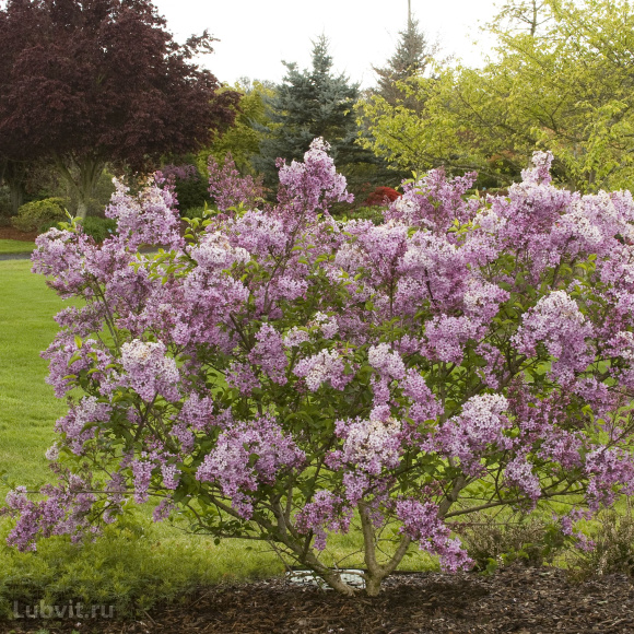 Сирень Китайская (Syringa x chinensis) купить с доставкой Сирень Китайская (Syringa x chinensis) купить с доставкой