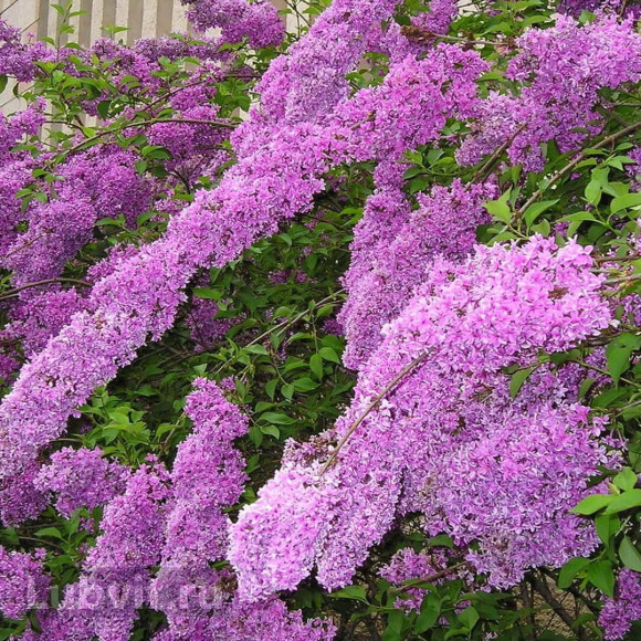 Сирень Китайская (Syringa x chinensis) купить с доставкой Сирень Китайская (Syringa x chinensis) купить с доставкой