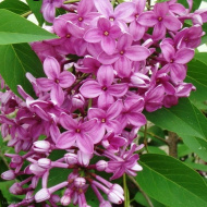 Сирень Китайская (Syringa x chinensis) Сирень Китайская (Syringa x chinensis)