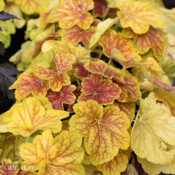 Гейхера Дельта Даун (Delta Dawn) купить с доставкой Гейхера Дельта Даун (Delta Dawn) купить с доставкой