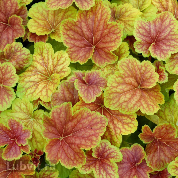 Гейхера Дельта Даун (Delta Dawn) купить с доставкой Гейхера Дельта Даун (Delta Dawn) купить с доставкой