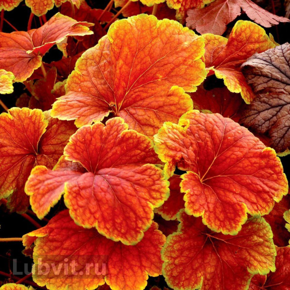 Гейхера Дельта Даун (Delta Dawn) купить с доставкой Гейхера Дельта Даун (Delta Dawn) купить с доставкой