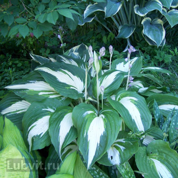 Хоста Кристмас Сонг (Christmas Song) [L] купить с доставкой