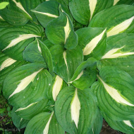 Хоста Кристмас Сонг (Christmas Song) [L]