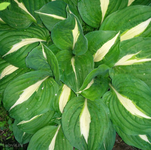 Хоста Кристмас Сонг (Christmas Song) [L]