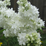 Сирень Русский север Сирень Русский север