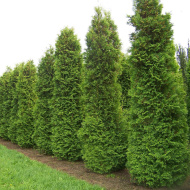 Туя Дугласи Пирамидалис (Douglasii Pyramidalis) Туя Дугласи Пирамидалис (Douglasii Pyramidalis)