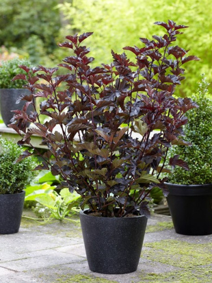 Пузыреплодник Миднайт Джо Найт (Мidnight Jonight)