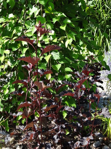 Пузыреплодник Миднайт Джо Найт (Мidnight Jonight) купить с доставкой