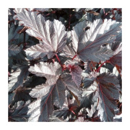 Пузыреплодник Миднайт Джо Найт (Мidnight Jonight) Пузыреплодник Миднайт Джо Найт (Мidnight Jonight)