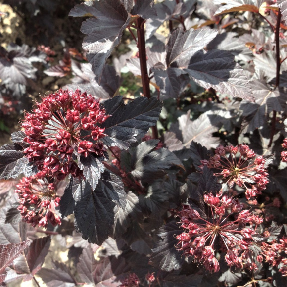 Пузыреплодник Миднайт Джо Найт (Мidnight Jonight) купить с доставкой