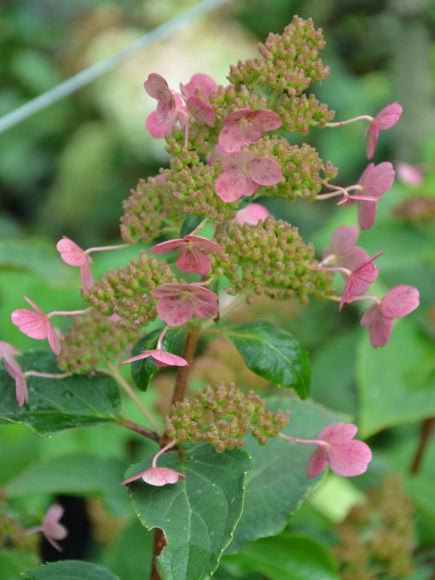 Гортензия Эрли Гари (Early Harry) метельчатая купить с доставкой