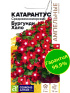Катарантус Средиземноморский Бургунди Хало [Семена алтая]