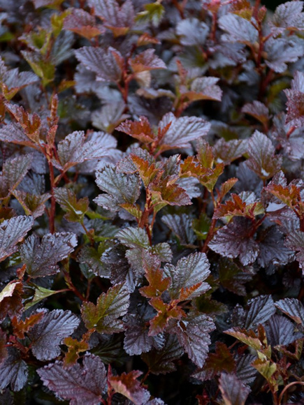 Пузыреплодник Петит Плюм (Petite Plum) купить с доставкой