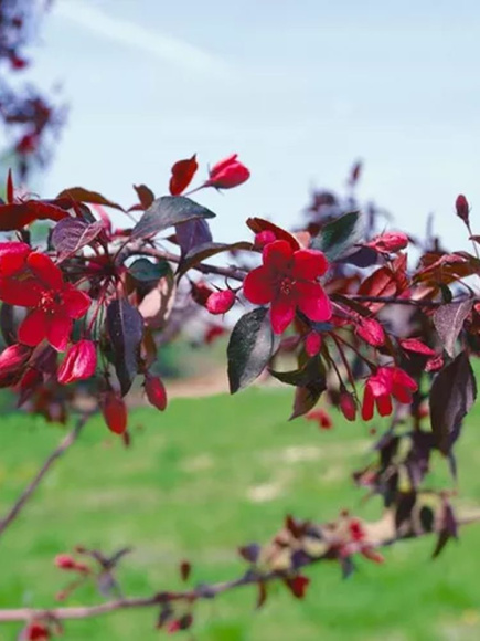 Яблоня Роялти (Royalty) купить с доставкой