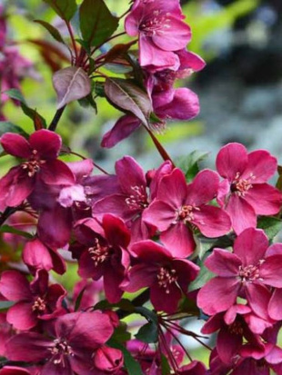 Яблоня Роялти (Royalty)