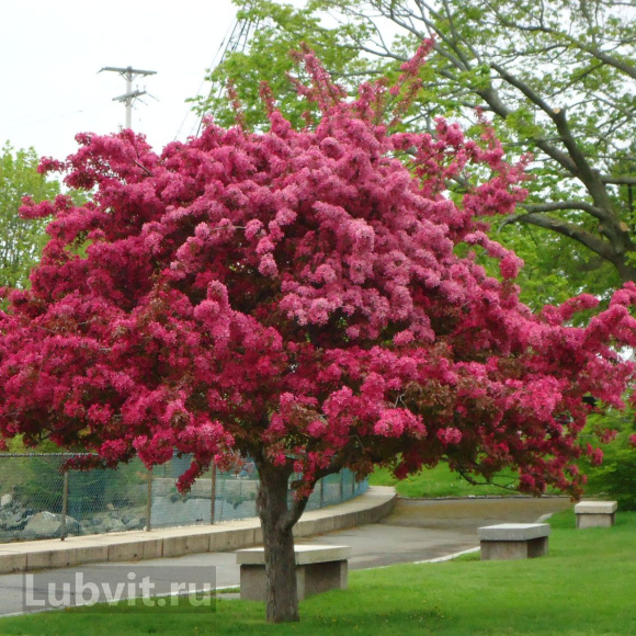 Яблоня Роялти (Royalty) купить с доставкой Яблоня Роялти (Royalty) купить с доставкой