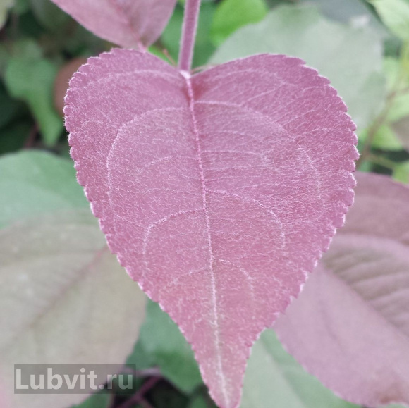 Яблоня Роялти (Royalty) купить с доставкой Яблоня Роялти (Royalty) купить с доставкой