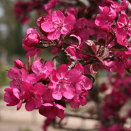 Яблоня Роялти (Royalty) Яблоня Роялти (Royalty)