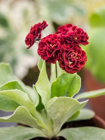 Примула Кримсон Глоу (Crimson Glow) купить с доставкой