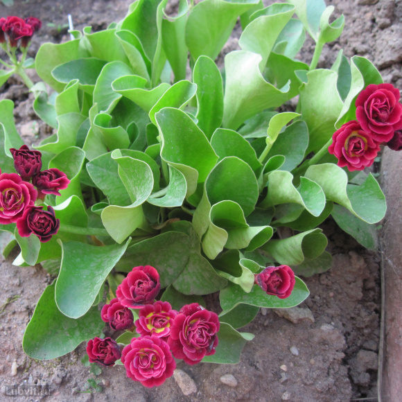 Примула Кримсон Глоу (Crimson Glow) купить с доставкой Примула Кримсон Глоу (Crimson Glow) купить с доставкой