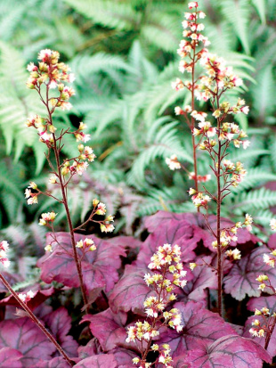 Гейхера Плюм Роял (Plum Royal)