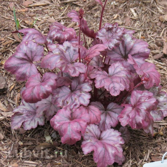 Гейхера Плюм Роял (Plum Royal) купить с доставкой Гейхера Плюм Роял (Plum Royal) купить с доставкой